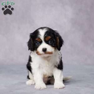 Andy, Cavalier King Charles Spaniel Puppy